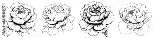 Elegant sketches of peonies showcasing intricate details in floral design and artistry
