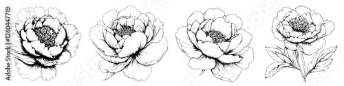 Detailed line drawings of peonies showcasing various stages of bloom and botanical features for artistic inspiration