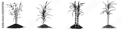 Growth stages of sugar cane illustrated from seedling to mature plant