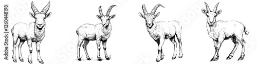 Different poses of four goats in a natural setting showcasing their behavior and unique features during daylight