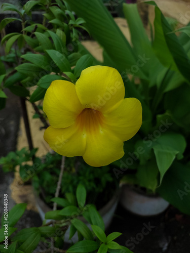 yellow flowers blooming in the garden, nature photography 