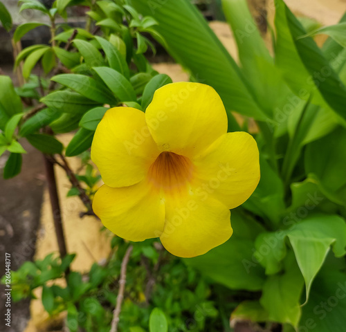 yellow flowers blooming in the garden, nature photography 
