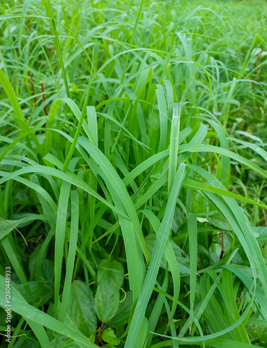close up of a green grass, fresh greens, nature photography,  natural gardening background 