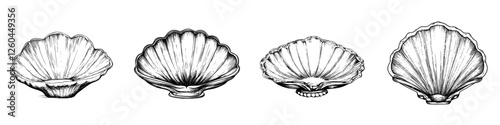 Various detailed illustrations of seashells showcasing natural designs and shapes from the ocean