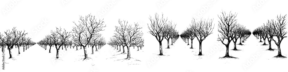 Oak tree line drawing showcasing seasonal changes through barren branches in a countryside landscape Oak tree line drawing showcasing seasonal changes through barren branches in a countryside landscape