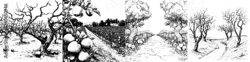 Hand drawn vector illustration capturing orchards during different seasons in a rural landscape
