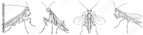 Hand-drawn vector illustration of various mantis species showcasing unique characteristics and postures