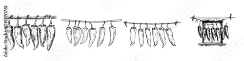 Vector illustration of hand-drawn chili peppers hanging on a string