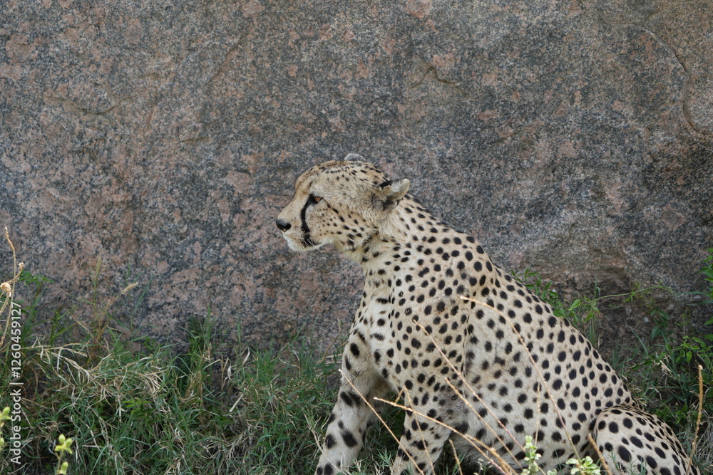 Obraz premium close up of a cheetah laying against a rock in the serengeti national park tanzania africa