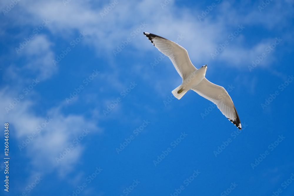 Close to beautiful Seagull flying in the blue sky with clouds background. Chicago IL USA Close to beautiful Seagull flying in the blue sky with clouds background. Chicago IL USA