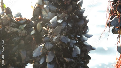 Mussels grown in a sea farm