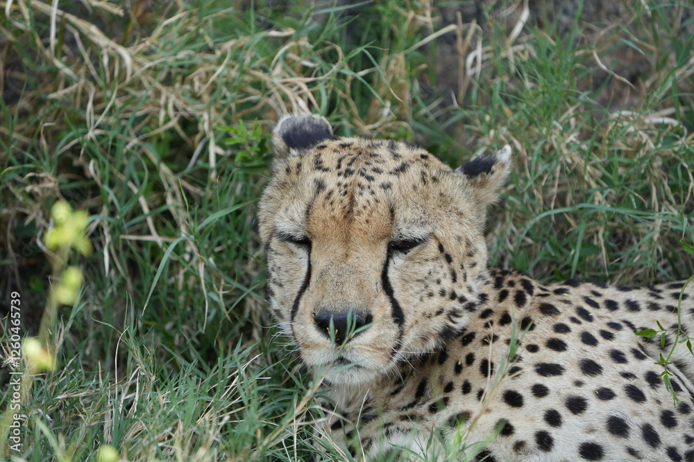 Fototapeta premium headshot of a cheetah, cheetah portrait, female, cheetah laying in grass in the serengeti national park tanzania