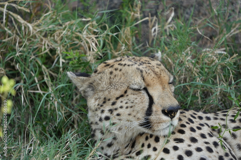 Fototapeta premium headshot of a cheetah, cheetah portrait, female, cheetah laying in grass in the serengeti national park tanzania