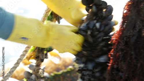 Harvesting mussels grown in a sea farm