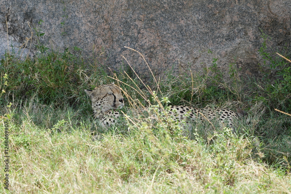 Obraz premium cheetah laying in frotn of arock in the serengeti national park