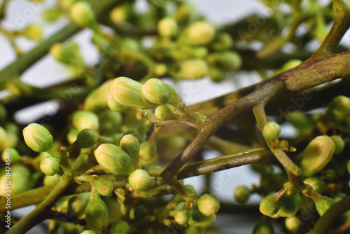 Close-up of neem flower. It is an edible flower with a bitter taste and medicinal properties. photo