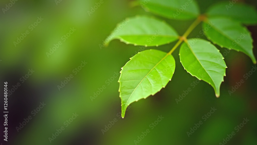Close up of green tree leaves on blurred nature background for spectacular botanical banner design Close up of green tree leaves on blurred nature background for spectacular botanical banner design