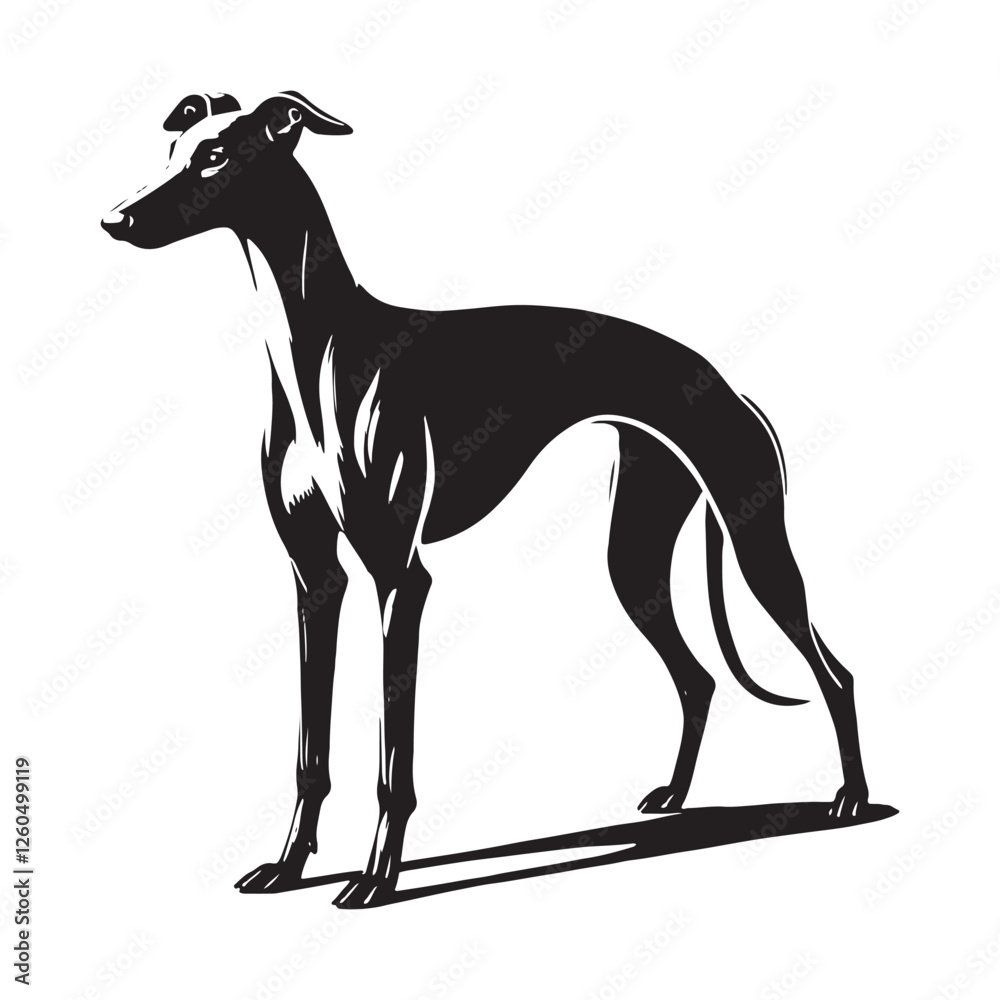Fototapeta premium Stylish Whippet silhouette with bold and clear outlines - Whippet illustration - minimal Whippet vector - dog silhouette 
