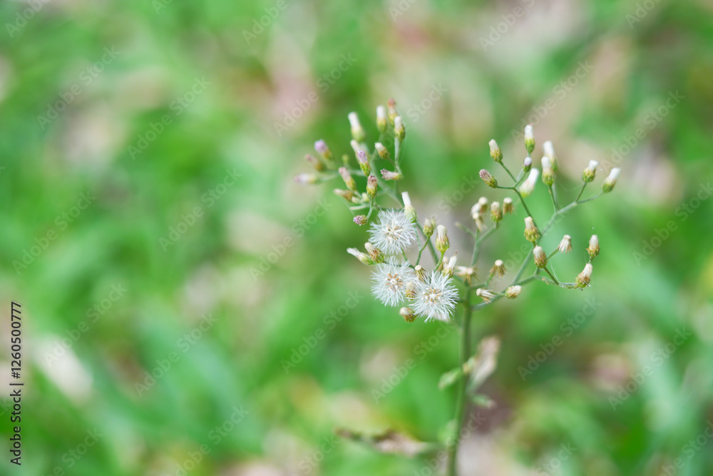 Little Ironweed Grass flowers in the garden. Little Ironweed Grass flowers in the garden.