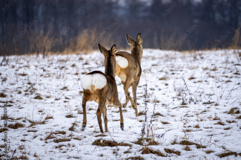 Two Roe Deer Walking Away in a Snowy Winter Field Two Roe Deer Walking Away in a Snowy Winter Field