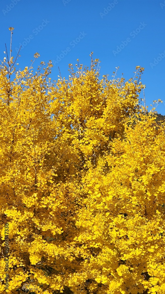 Fototapeta premium ginkgo tree Korea