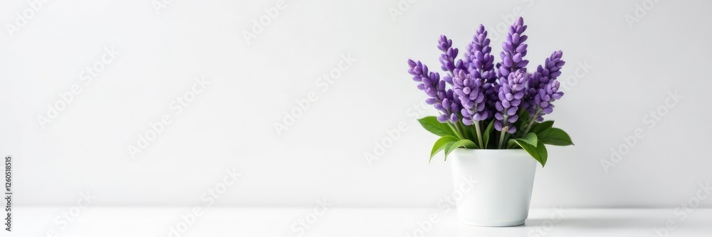 Fototapeta premium Delicate purple lavender blooms in a small pot on a crisp white surface, flowers, isolated