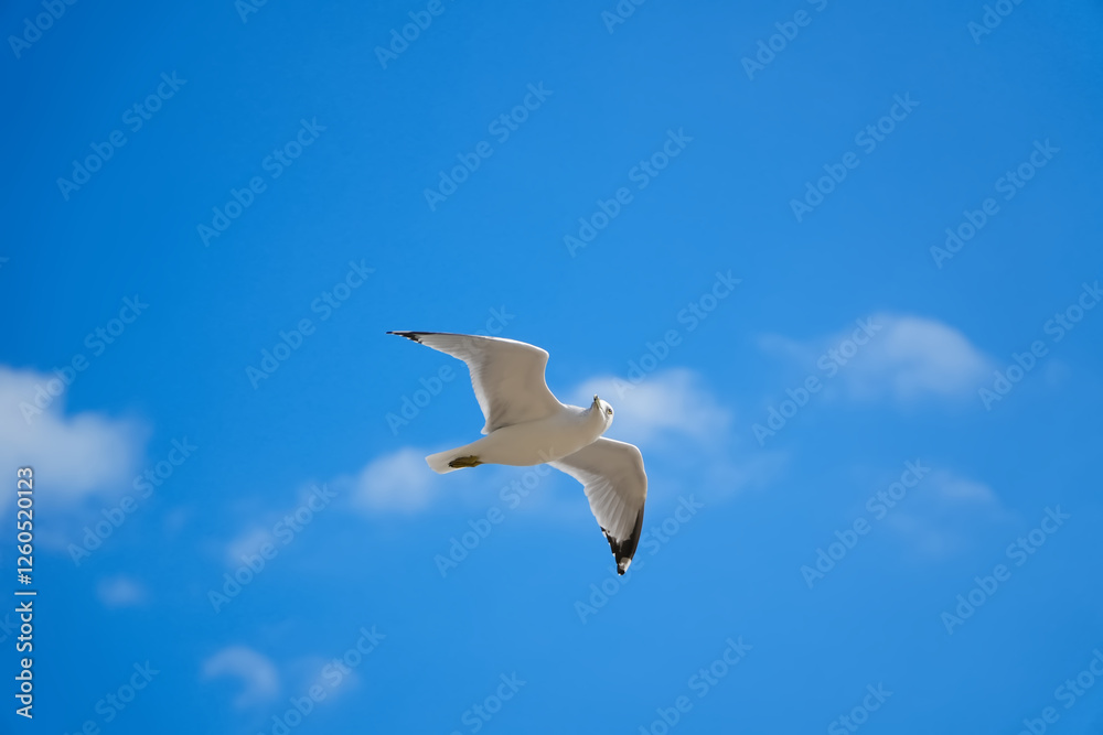 Fototapeta premium Beautiful Seagull flying and looking something in the blue sky with clouds background.