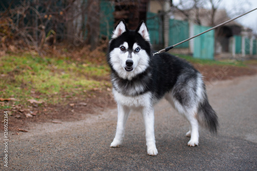 Siberian husky stands on the background of the street. The dog has different colored eyes. Shows teeth. Guardian. The photo is horizontal and blurry