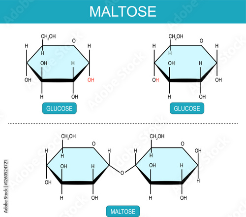 Maltose and Glucose molecules