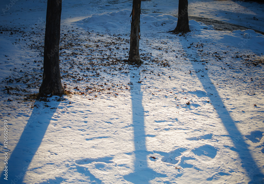Fototapeta premium trees shadows on snow-covered ground on a sunny winter day.