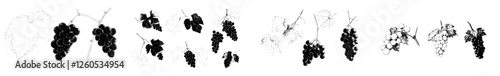 A monochrome sketch of a set of grapes, featuring hand drawn grape bunches
