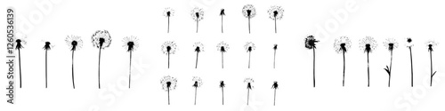 Dandelion set featuring hand drawn doodles of delicate monstera and dandelion plants with seeds and summer botanical fluff flowers in isolated modern silhouettes