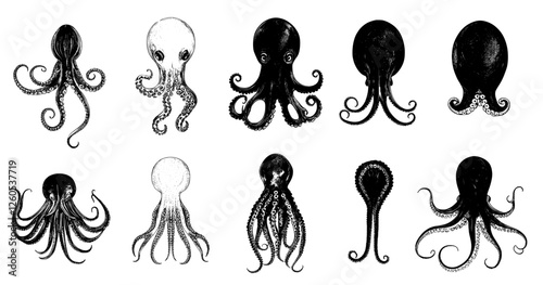 The image of a sea octopus is presented in a vintage, hand-drawn style, reminiscent of old sketches, and is associated with nautical or marine themes, often viewed as a monster, and can be used as a