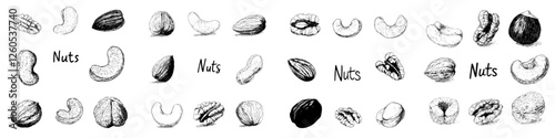 Drawing nuts freehand includes pistachios, cashews, peanuts, almonds, seeds, chestnut, and pine nuts