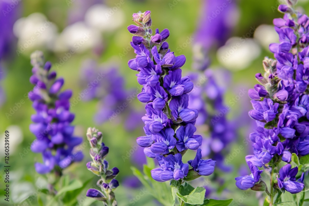 Vibrant purple lavenders in bloom in a sunny garden setting