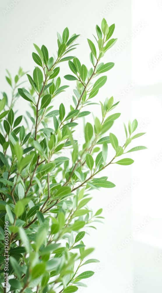 Fototapeta premium lush green plant with ovate leaves