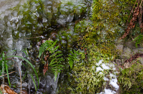 moss on the rocks