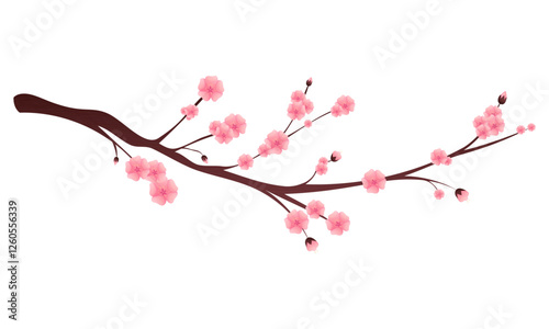 Pink cherry blossom branch isolated on white. Sakura in bloom. Hanami celebration element.