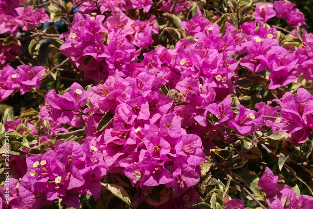 Vibrant Bougainvillea Blooms: A Close-Up of Vivid Pink Flowers