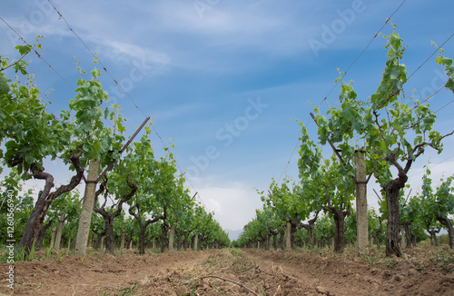 photos of orchards and grape trees