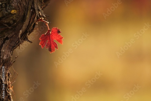 foglie in autunno