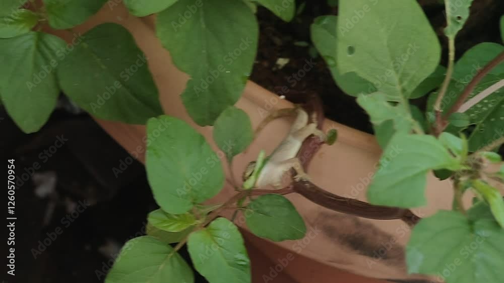 outside palli hunting mantis, killer insect outside palli hunting mantis, killer insect