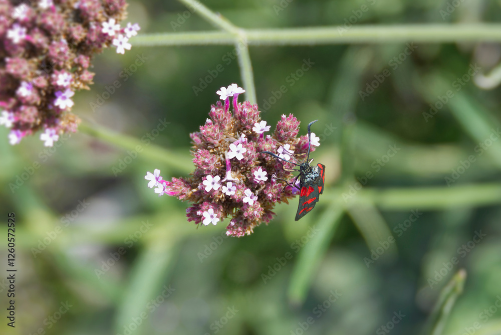 Six-spot Burnet (Zygaena filipendulae) moth sitting on a pink flower in Zurich, Switzerland Six-spot Burnet (Zygaena filipendulae) moth sitting on a pink flower in Zurich, Switzerland