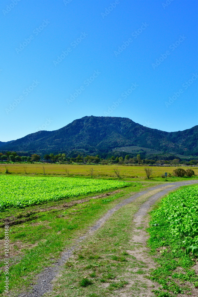 Naklejka premium 上堰潟公園のコスモス（新潟県）