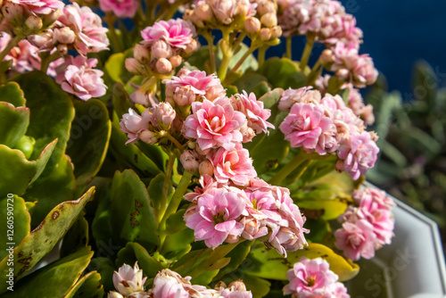 Close up view of pink Kalanchoe
