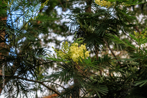 View of Acacia mearnsi in park photo