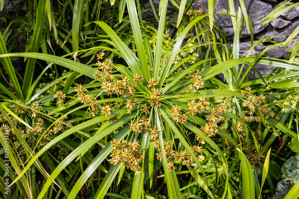 Close up view of Cyperus alternifolius Close up view of Cyperus alternifolius