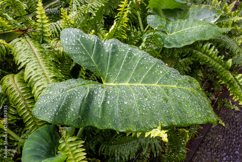 Close up view of huge leaf of Xanthosoma sagittifolium with water drops	
 photo