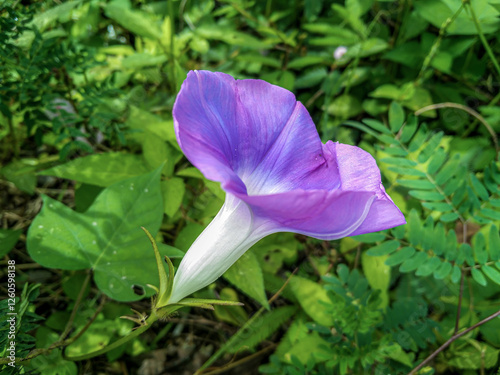 Morning glories are twining, herbaceous vines with heart-shaped leaves and trumpet-shaped flowers in various colors. They bloom in the morning and wither by afternoon.