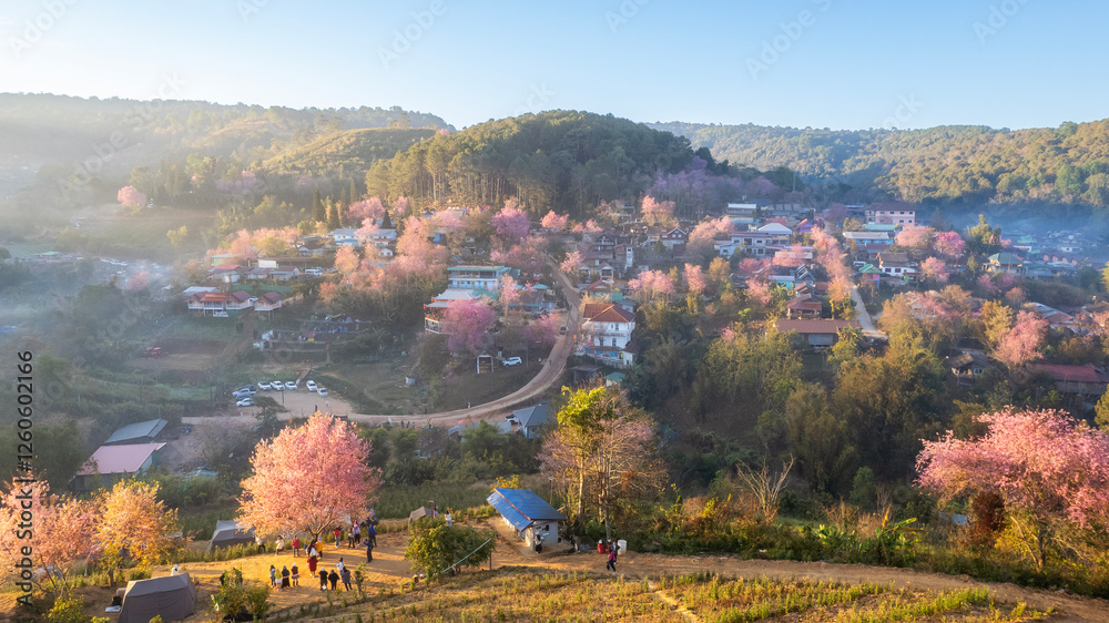 Naklejka premium Aerial view Ban Rong Kla village with Beautiful Wild Himalayan Cherry. pink blossom Sakura flower or Prunus Cerasoides full bloom in Ban Rong Kla Village at Phu Lom Lo Mountain Loei and Phitsanulok